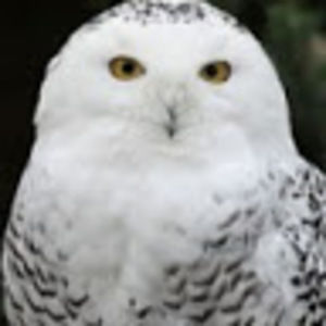 Meet your Posher, Sunshine